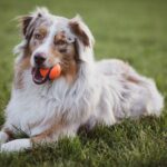 Hecheln bei Hunden - Ursachen und Effekte