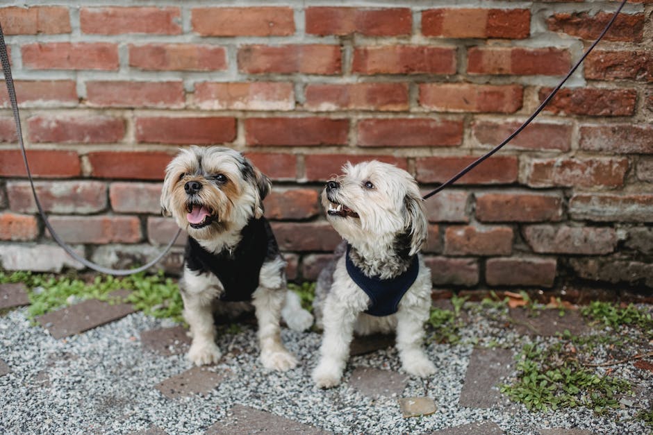 warum heulen Hunde nachts? Erfahren Sie mehr über das Verhalten Ihres Haustiers.