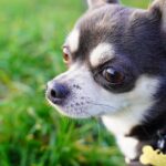 Warum Hunde heulen, wenn sie eine Sirene hören