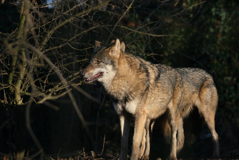 Warum heulen Hunde ähnlich wie Wölfe?