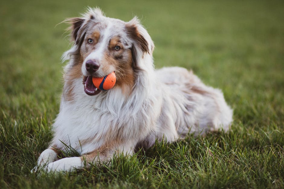 Warum jagen Hunde ihre Rute - nutzbringende Erkenntnisse
