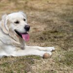 Alt-Attribut: Warum Hunde keinen Ball haben sollten