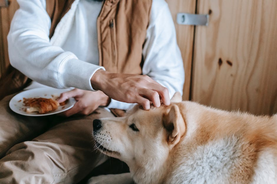 alternativen zu Basmati Reis für Hunde