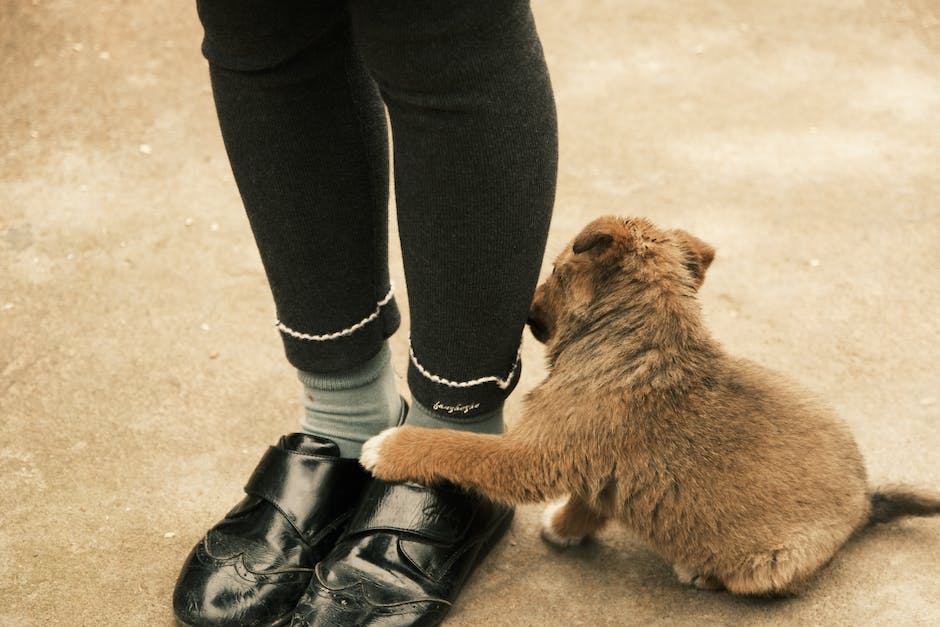  Warum Hunde Schuhe klauen