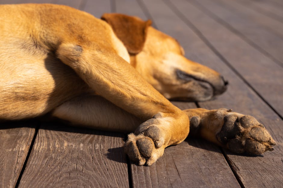  Hunde knabbern an ihren Pfoten aus Stress oder Langeweile