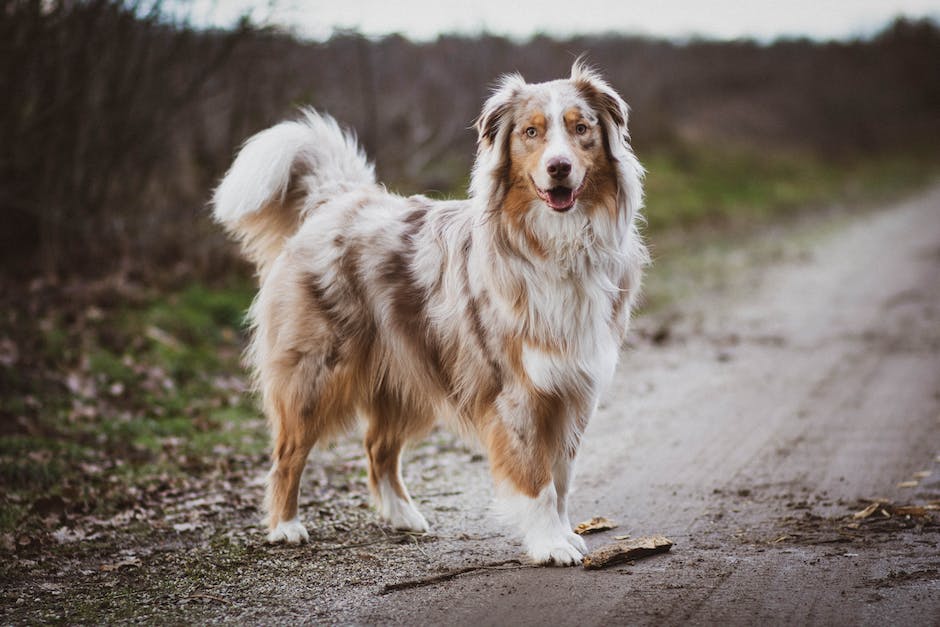 Warum knurrt ein Hund - Verhaltensweisen, Symptome und Ursachen
