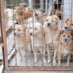 Warum landen Hunde im Tierheim?