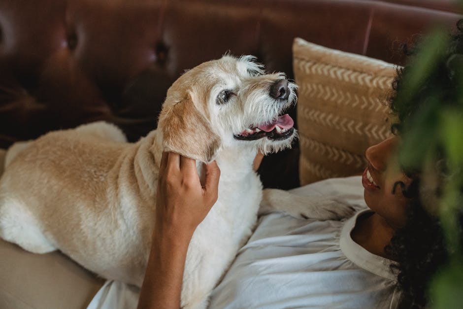 Warum kotet mein Hund plötzlich in meiner Wohnung?