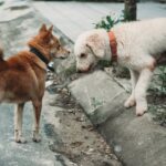Kratzen bei Hunden: Warum es passiert