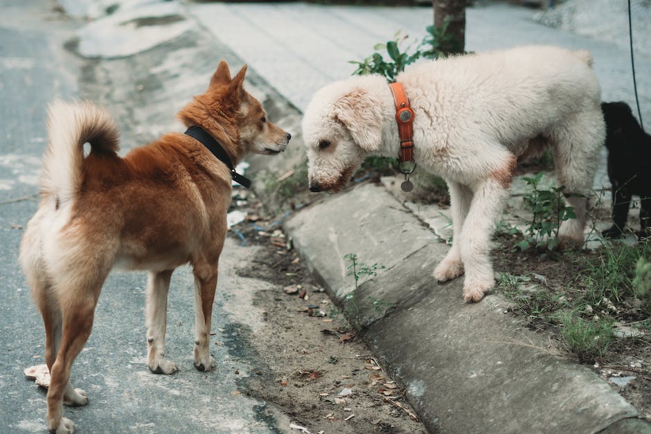 Kratzen bei Hunden: Warum es passiert