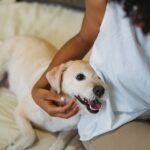 Kuscheln mit dem Hund: Warum es so zwischenmenschlich ist