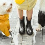 "Warum laufen Hunde schief? - Physiologische Gründe und wie man die Gangart verbessern kann"