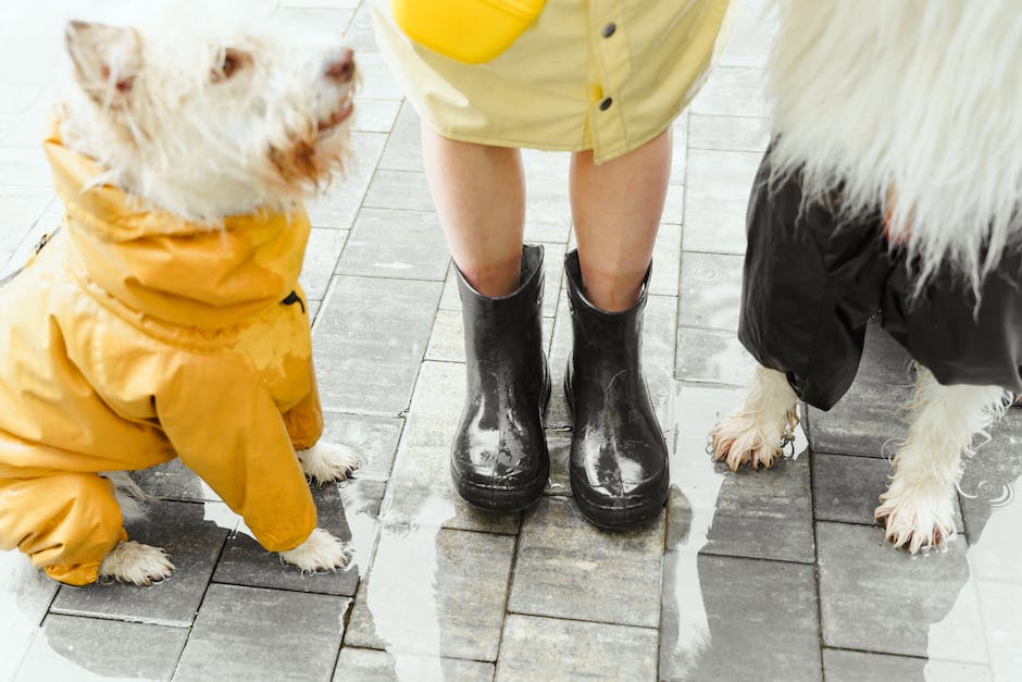 "Warum laufen Hunde schief? - Physiologische Gründe und wie man die Gangart verbessern kann"