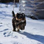 Hinterherlaufen von Hunden - Gründe und Tipps