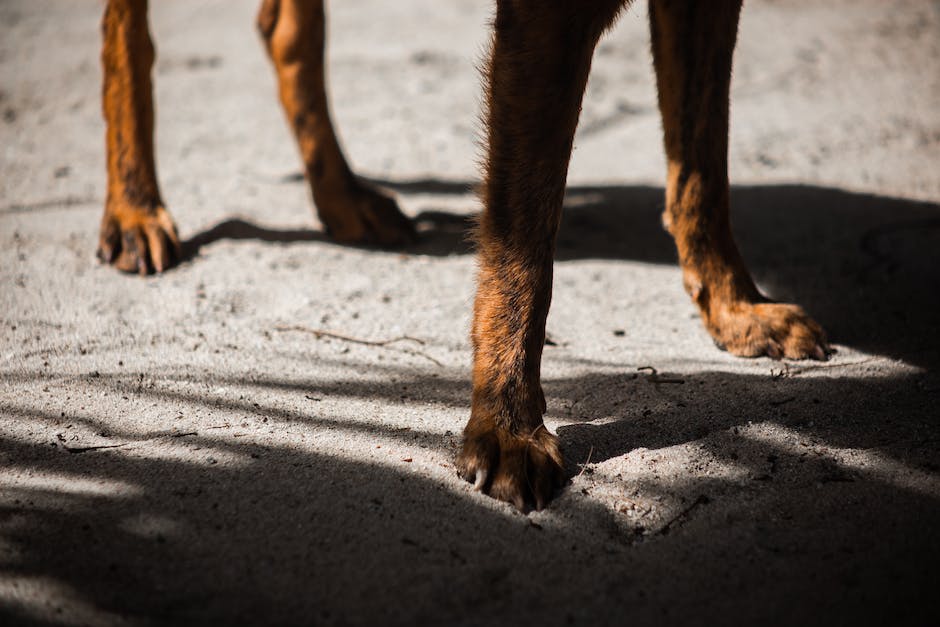Warum lecken Hunde Füße ab? Erfahren Sie mehr über dieses ungewöhnliche Verhalten.