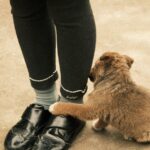 warum lecken Hunde die Füße von Menschen?