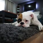 Warum lecken Hunde meine Wunden: Forschungsergebnisse