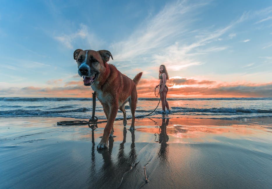 Hunde auf Freundlichkeit herausfordern, indem sie Menschen an Beinen lecken