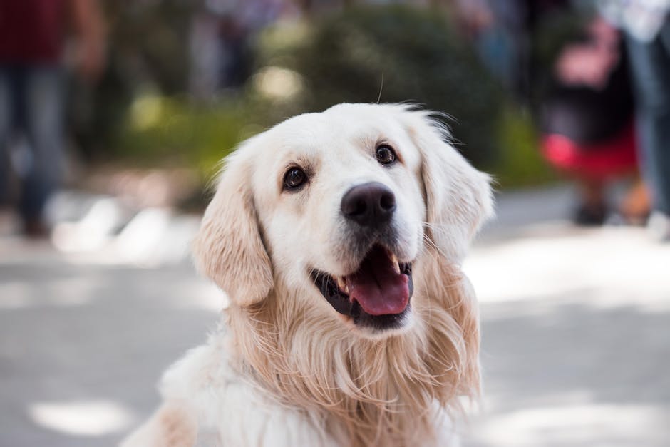 Hunde lecken Menschen an den Beinen aus sozialer Interaktion