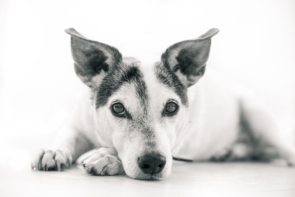 Hundehorchend an Menschenohren: Warum Hunde sie lecken