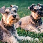 Hundelecken als Heilmittel