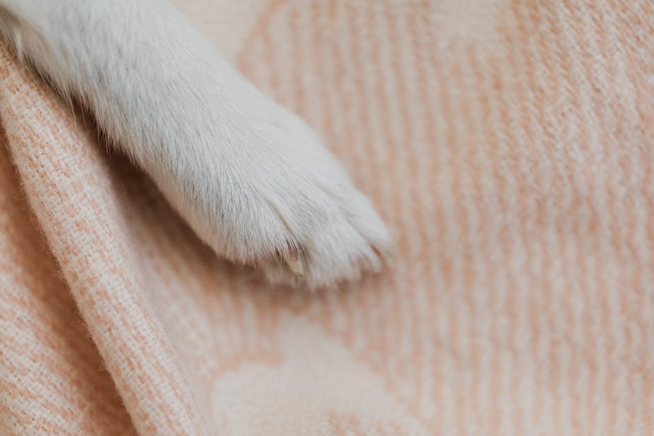 Hunde lecken sich die Pfoten aus Gründen von Hygiene und Komfort.