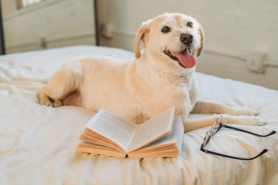 warum leckt ein Hund einen anderen Hund: Hunde Verhalten