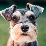 Hund leckt alles an: Erklärung und Tipps
