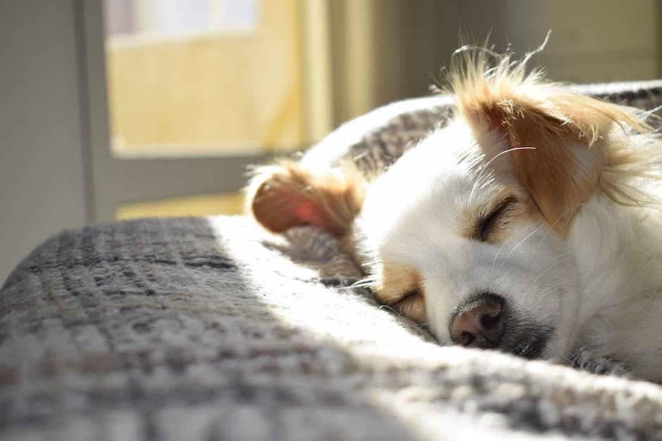 Hundelecken Bettverhalten Ursachen