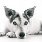 Hundelecken als Ausdruck von Zuneigung