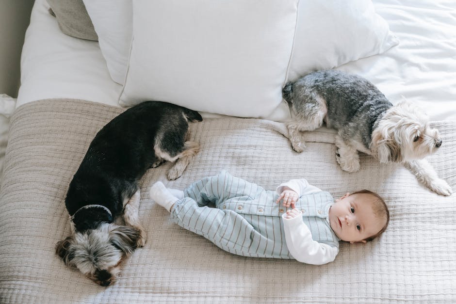 Hunde liegen auf dem Boden, um ihre Körpertemperatur zu regulieren