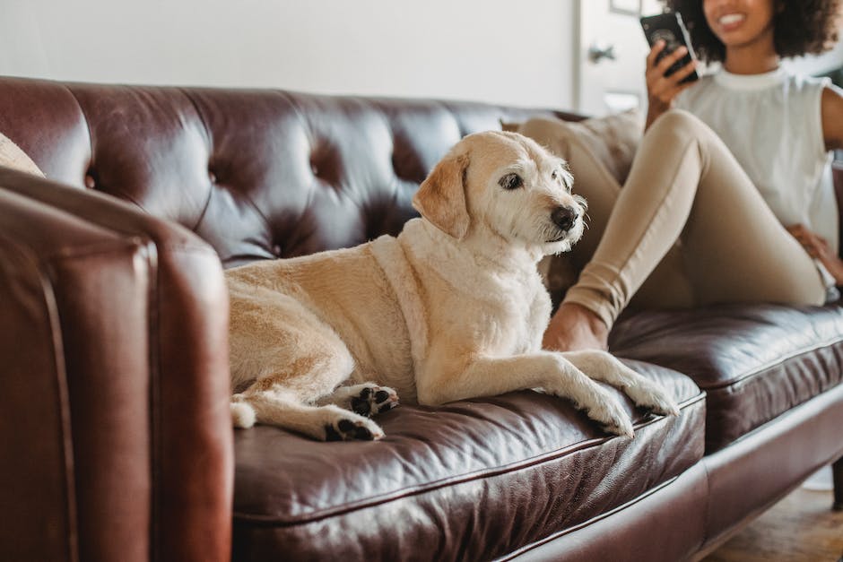 Hundeschwierigkeiten: Warum macht mein Hund in die Wohnung?