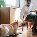 warum macht der Hund in die Wohnung? Erklärung und Tipps zur Verhinderung