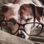 Hundeerziehung: Warum macht mein Hund plötzlich in die Wohnung?