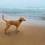 Warum Hunde markieren - Vorteile und Nachteile des Verhaltens