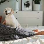Hunde streicheln am Po – Freude und Wohlbefinden auslösen