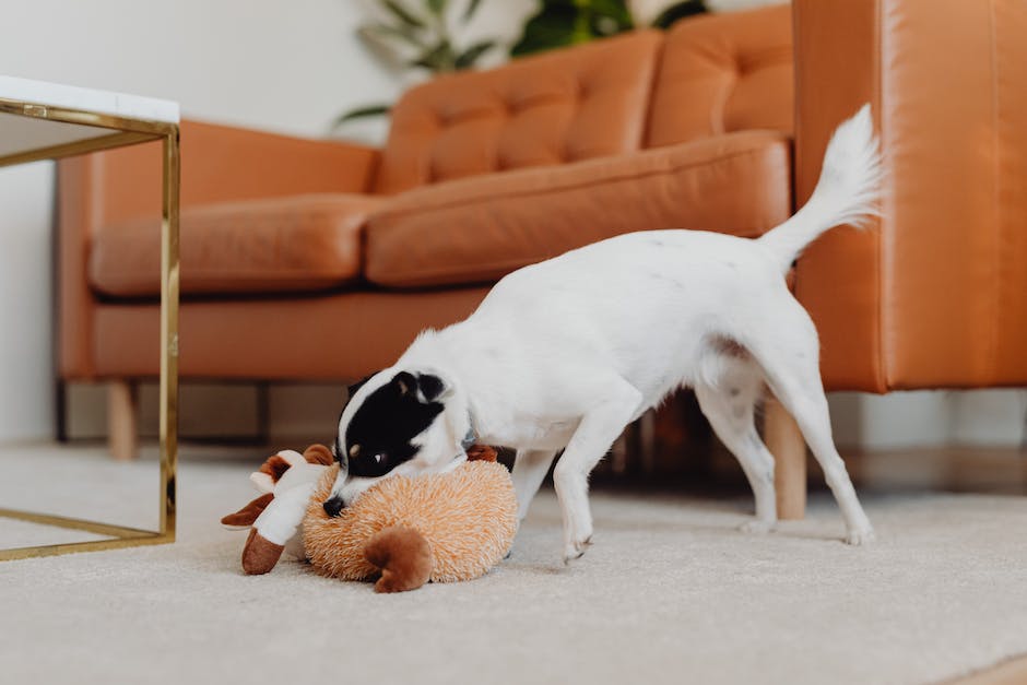  Hunde mögen quietschendes Spielzeug aufgrund ihres Jagdinstinkts