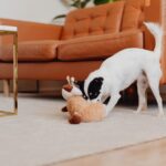 Hunde quietschendes Spielzeug: Warum sie es mögen