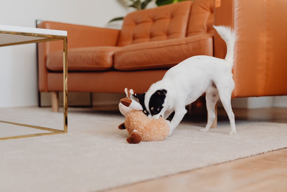 Hunde quietschendes Spielzeug: Warum sie es mögen