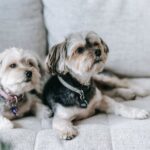 Hunde pinkeln auf Menschen aus Markierungsverhalten