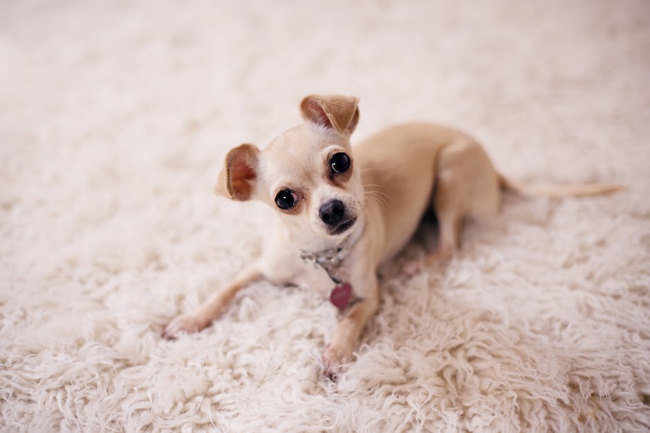  Hund pinkelt in Wohnung - Gründe und Tipps, um das Problem zu lösen