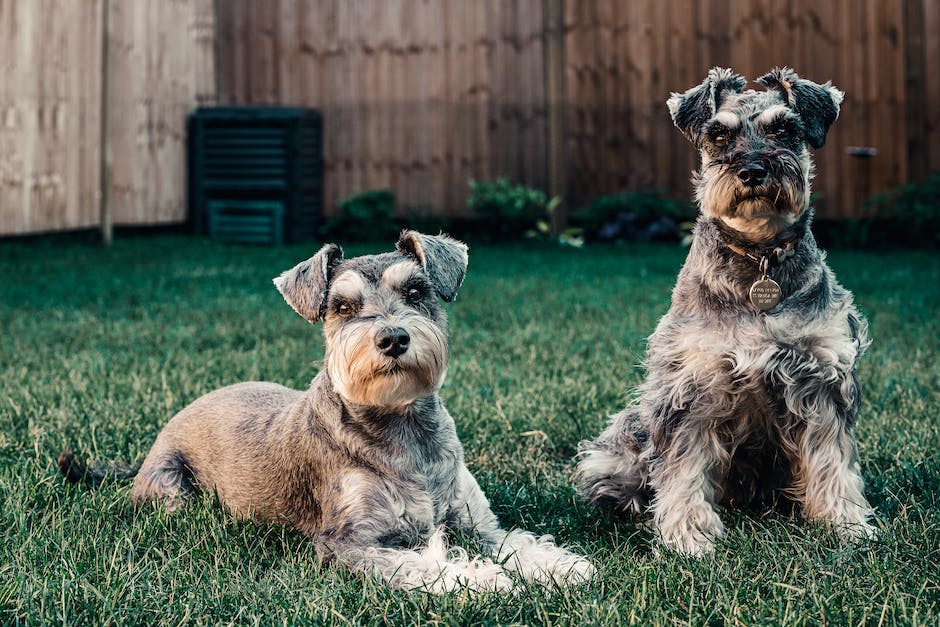 Hunde dazu veranlassen seltener zu pupsen