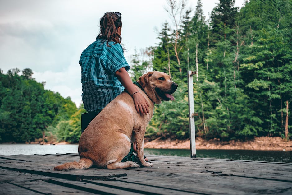 Warum beengelt Hund Mensch