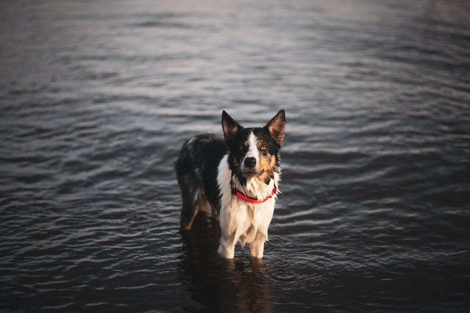  Warum riechen Hunde, wenn sie nass sind: Ursachen & Wirkungen