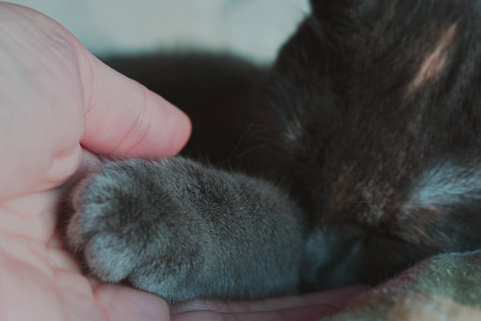 Hinterpfotenbeschäftigung bei Hunden: Warum scharren sie mit den Pfoten?