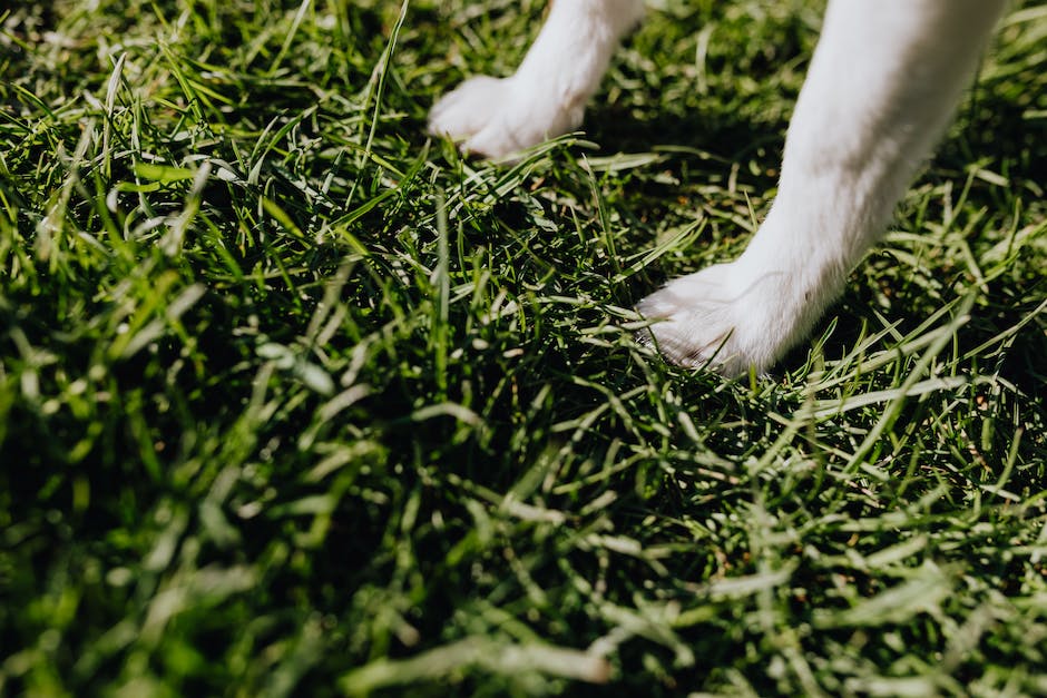 Scharren von Hunden mit den Hinterpfoten als Verhaltensweise