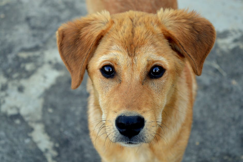  Warum scharren Hunde nach ihrem Geschäft - Einblicke in Verhaltensweisen von Haushunden