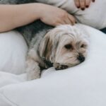 Hund scharrt im Körbchen - Erklärungen und Ursachen