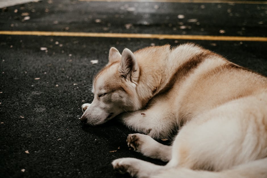  Warum Hunde am Fußende schlafen