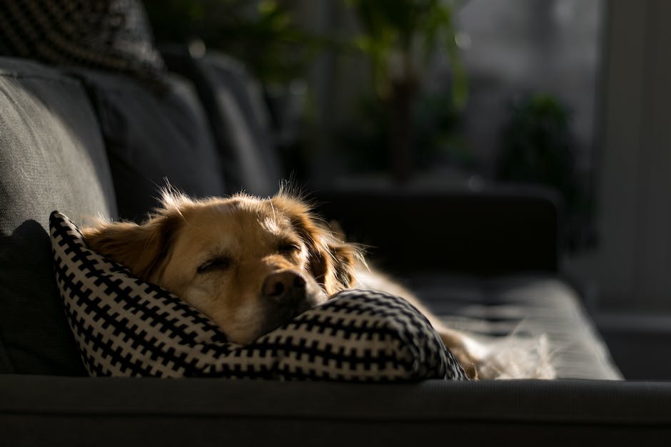Warum Hunde gerne am Fußende schlafen